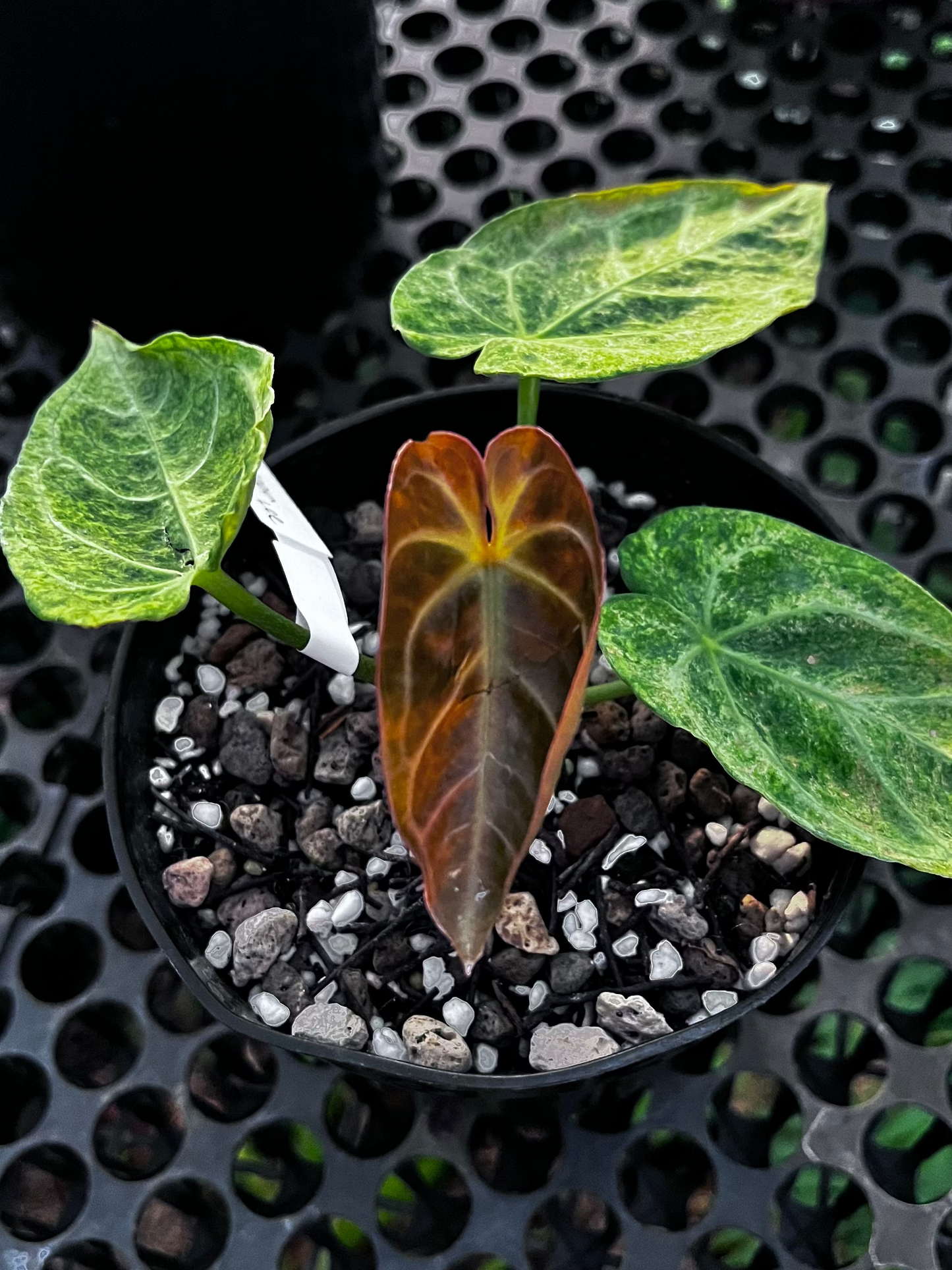 Anthurium Magnificum Platinum Variegated