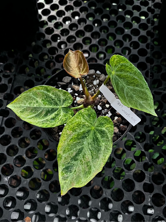 Anthurium Magnificum Platinum Variegated