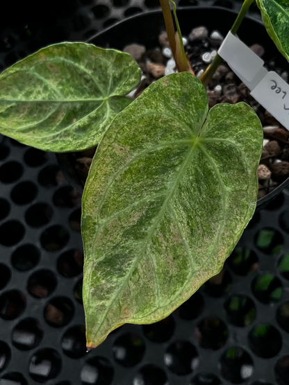 Anthurium Magnificum Platinum Variegated