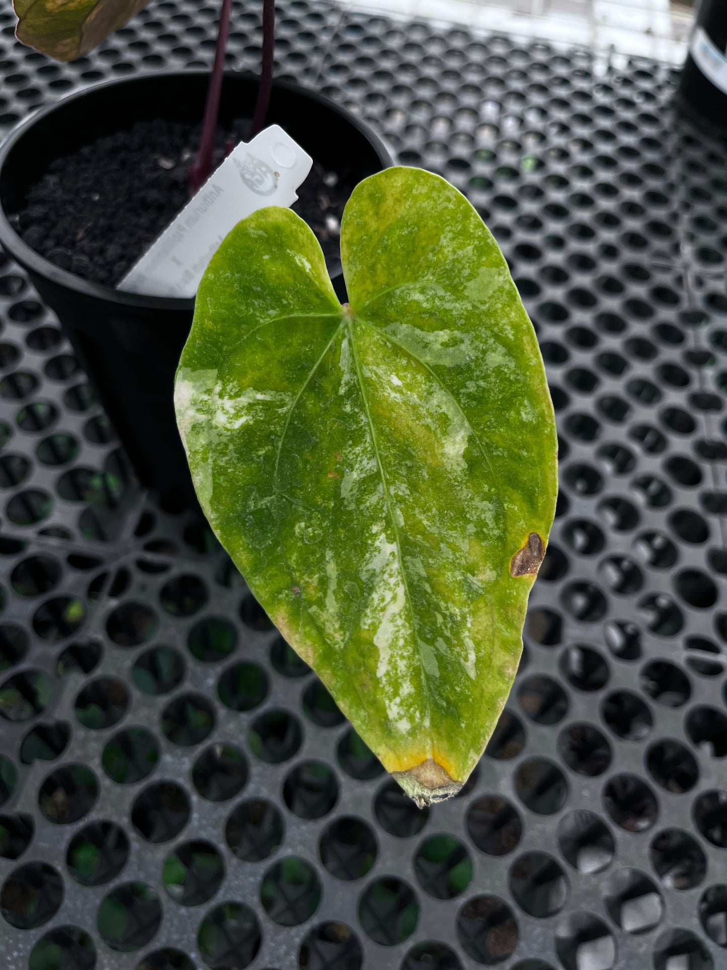 Anthurium Papilillaminun Variegated X Black Velvet