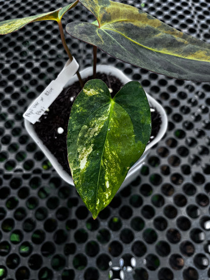 Anthurium Papillilaminun Variegated X Blue Papillilaminum