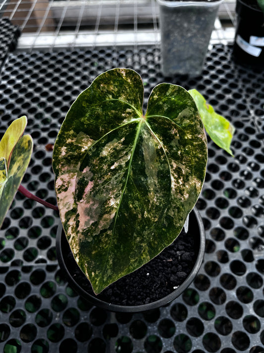 Anthurium Papilillaminun Variegated X Black Velvet