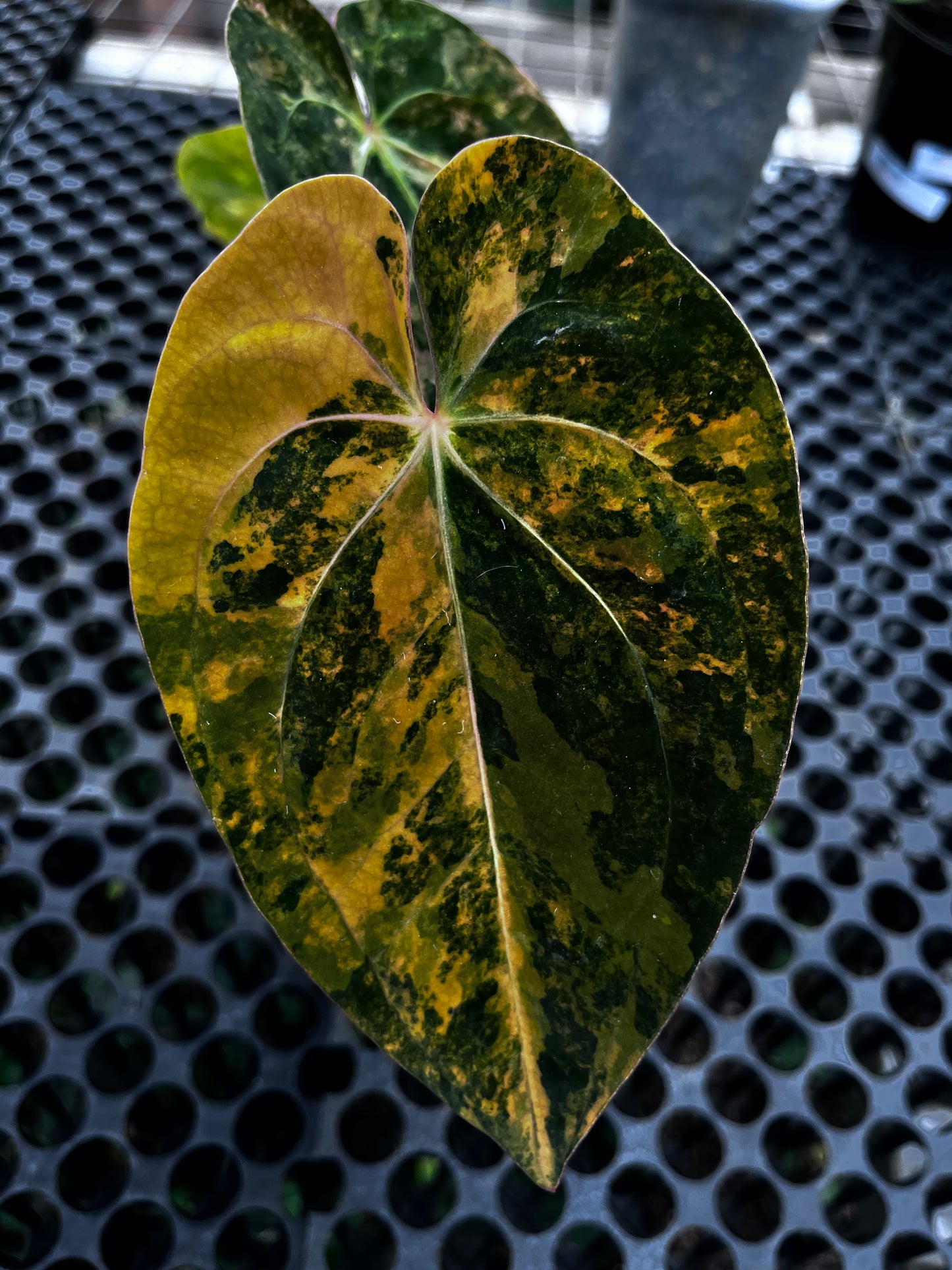 Anthurium Papilillaminun Variegated X Black Velvet