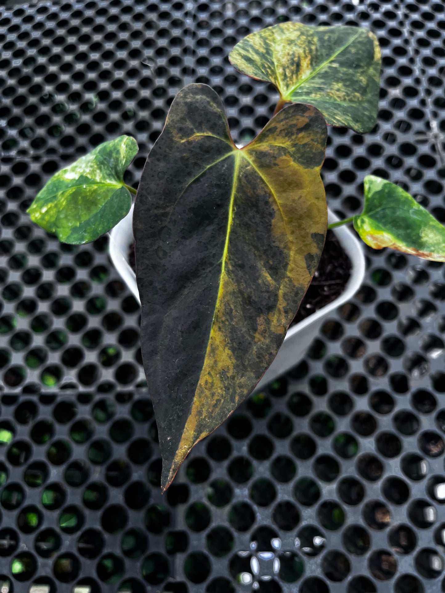 Anthurium Papillilaminun Variegated X Blue Papillilaminum