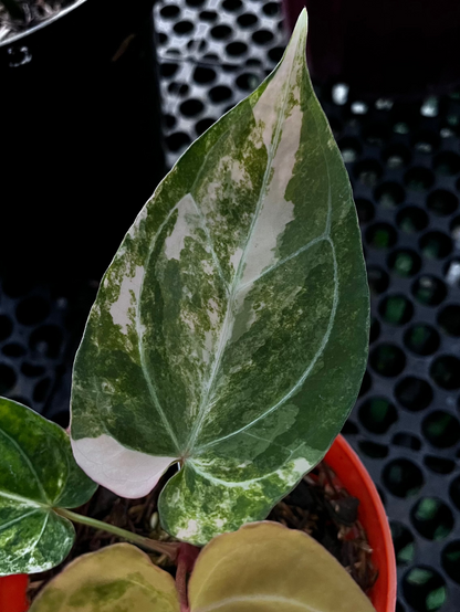 Anthurium Red Devil pink Variegated