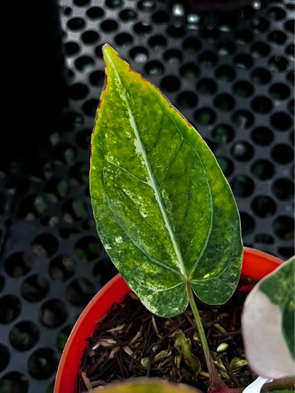 Anthurium Red Devil pink Variegated