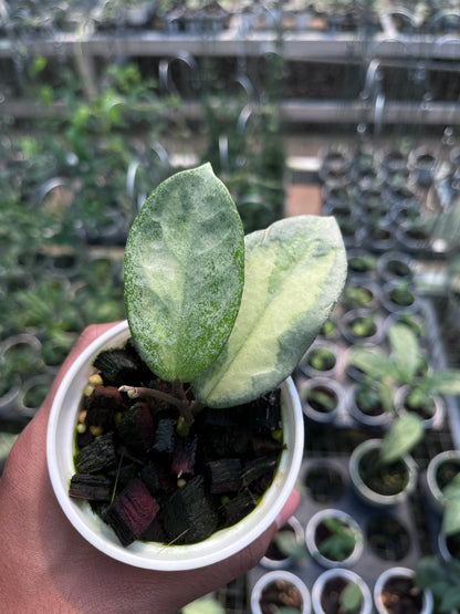 Hoya Argentea Princess