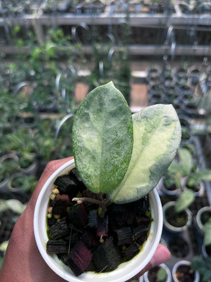 Hoya Argentea Princess