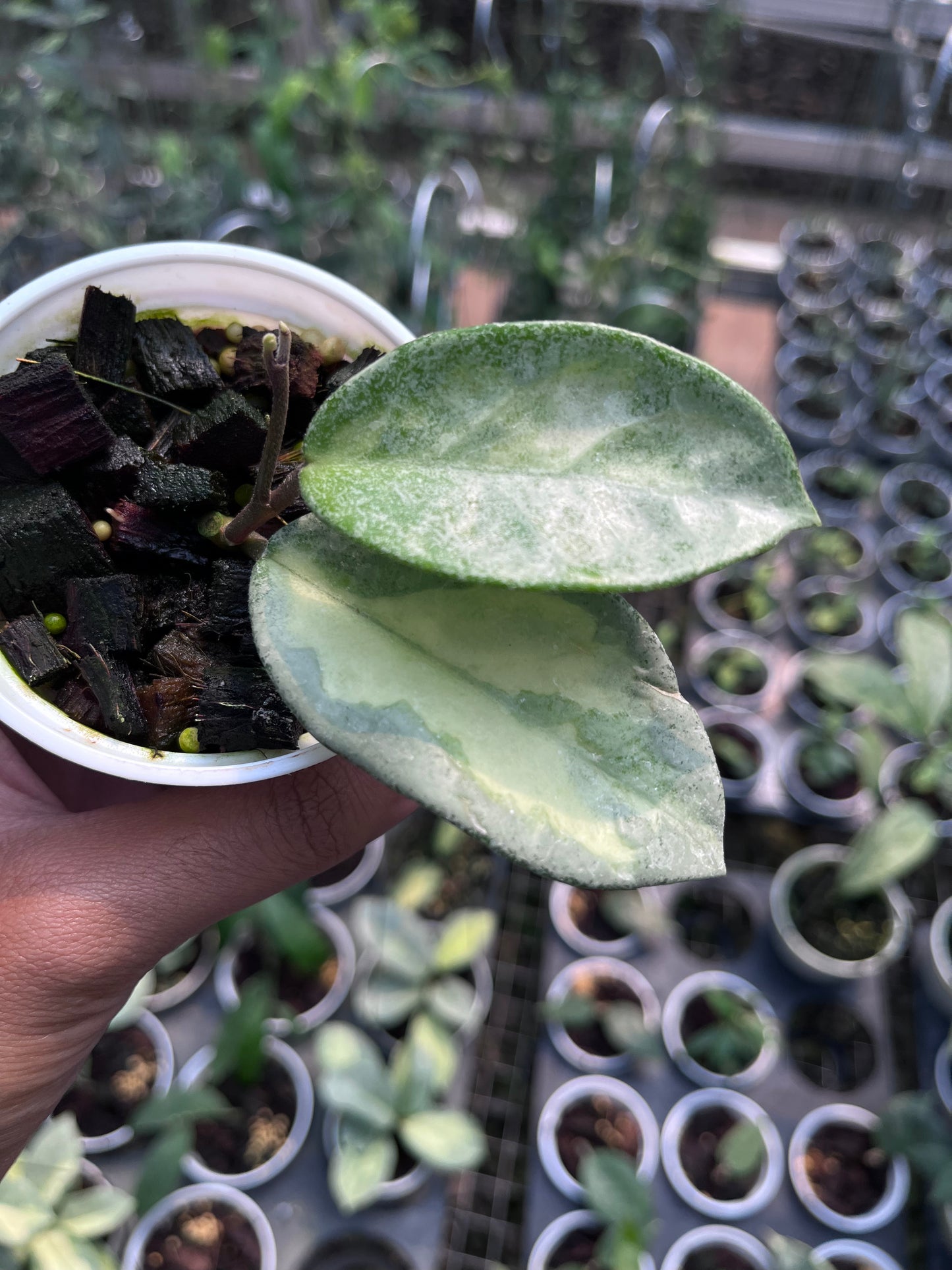 Hoya Argentea Princess