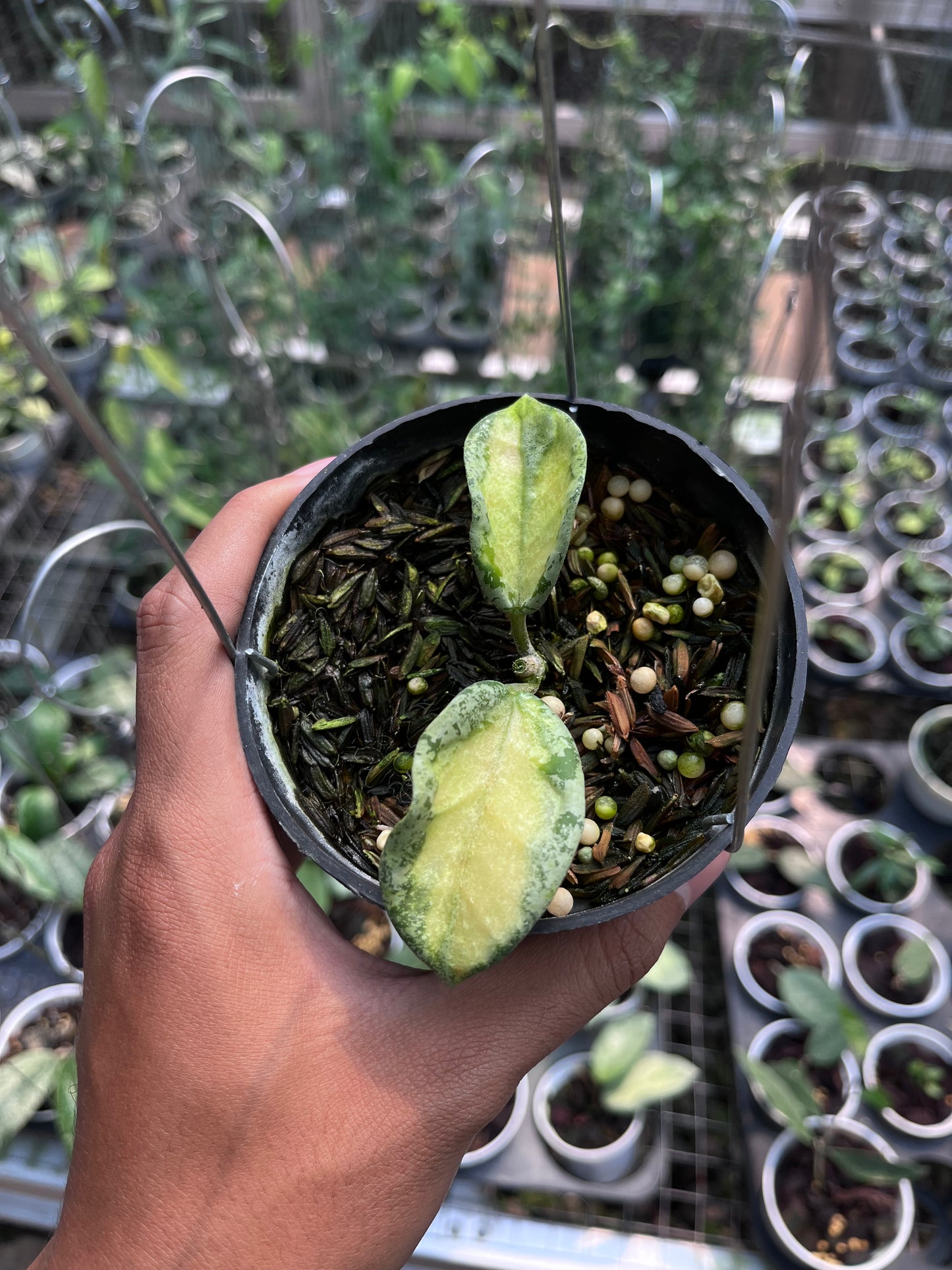 Hoya Argentea Princess