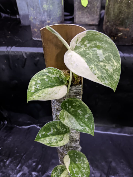 Scindapsus Argyreus Albo