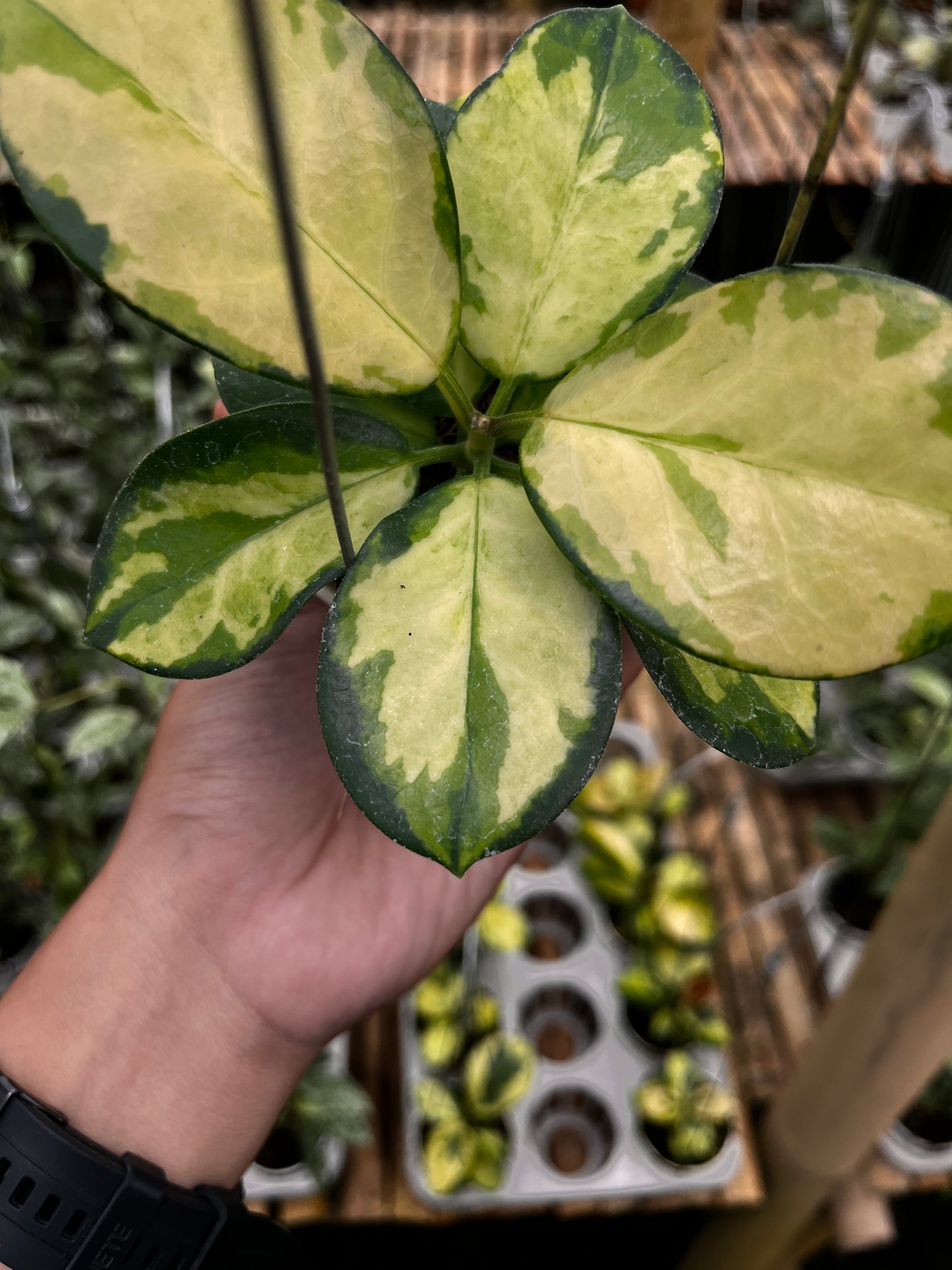 Hoya Australisa Lisa