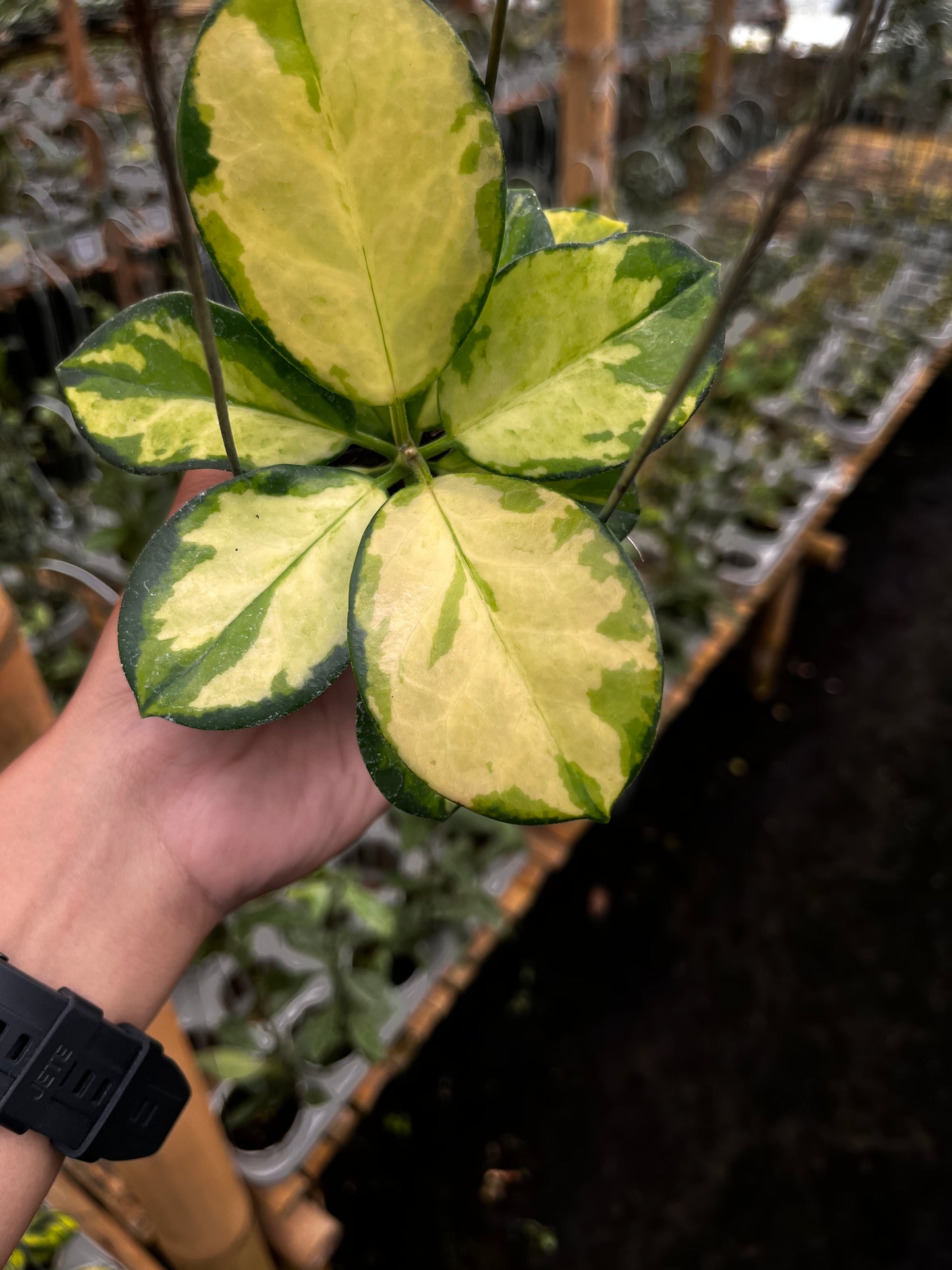 Hoya Australisa Lisa