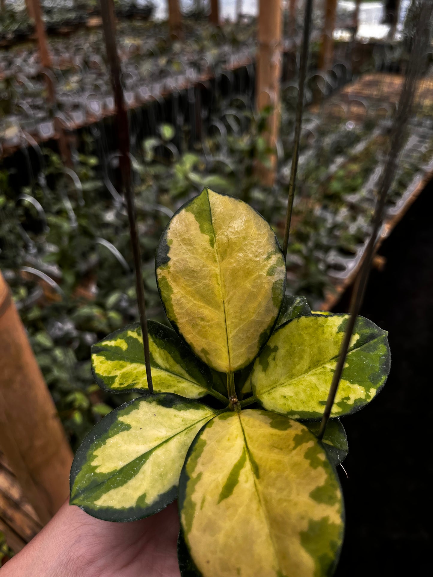 Hoya Australisa Lisa