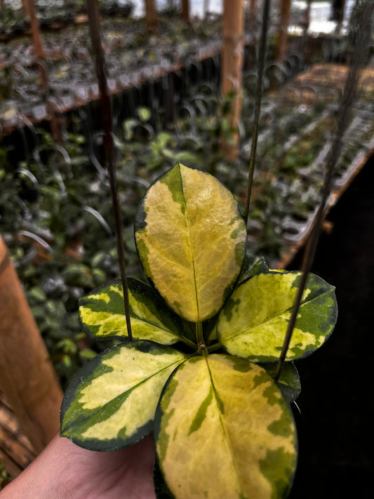 Hoya Australisa Lisa