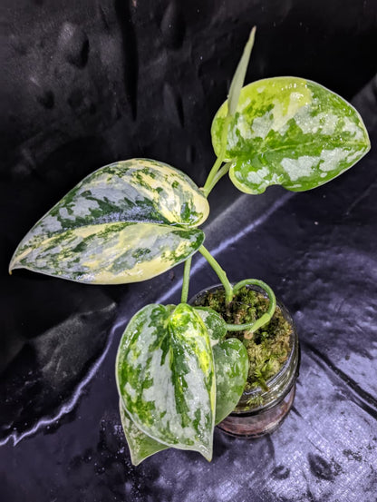 Scindapsus Bakudapati