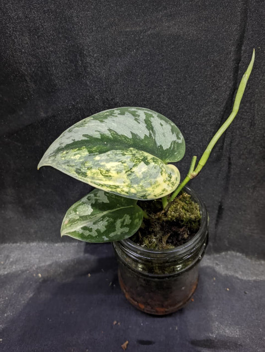 Scindapsus Bakudapati