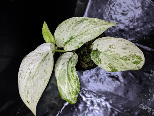 Scindapsus Banyumas Marble