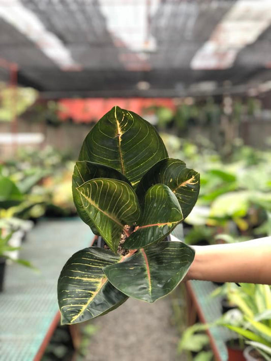 Aglaonema Black Moonlight