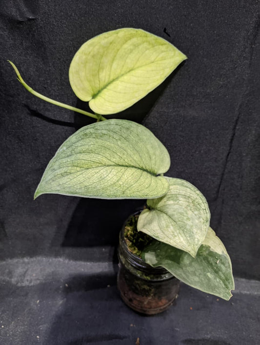 Scindapsus Black Baduy