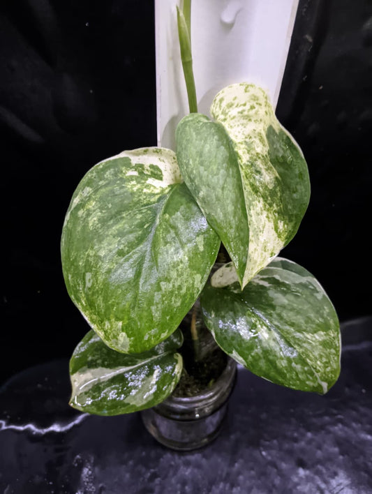 Scindapsus Black Dragon White