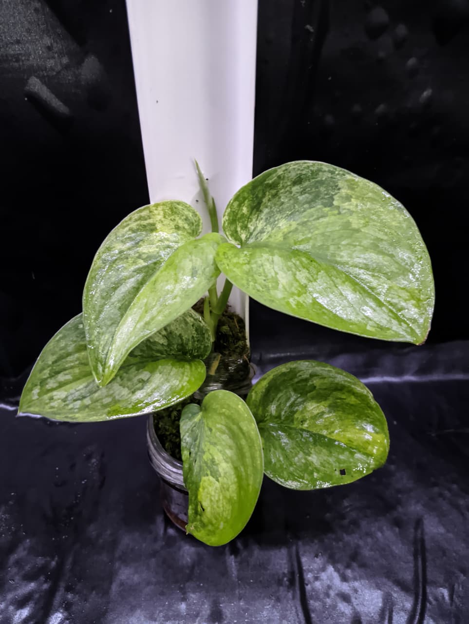 Scindapsus Black Dragon 3 Color