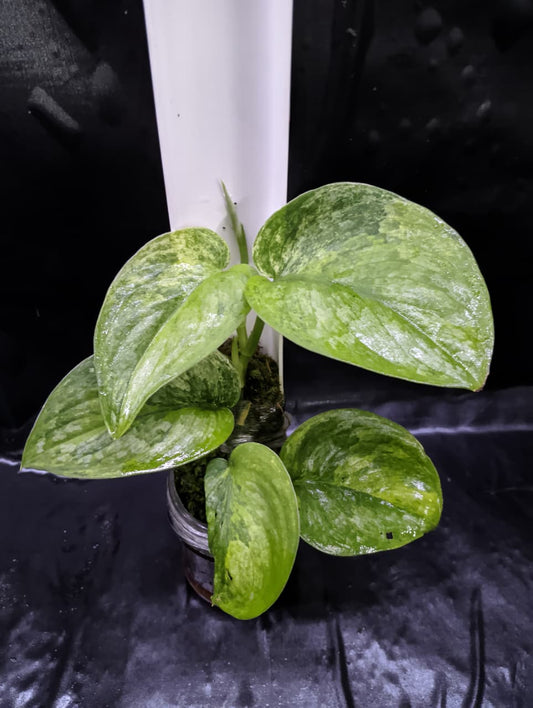 Scindapsus Black Dragon 3 Color