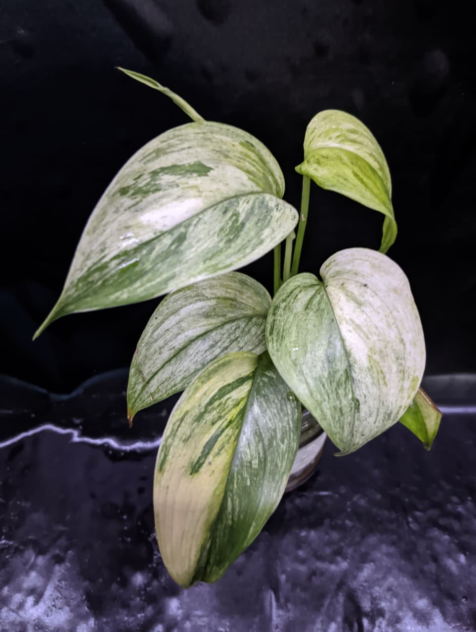 Scindapsus Blue Albo