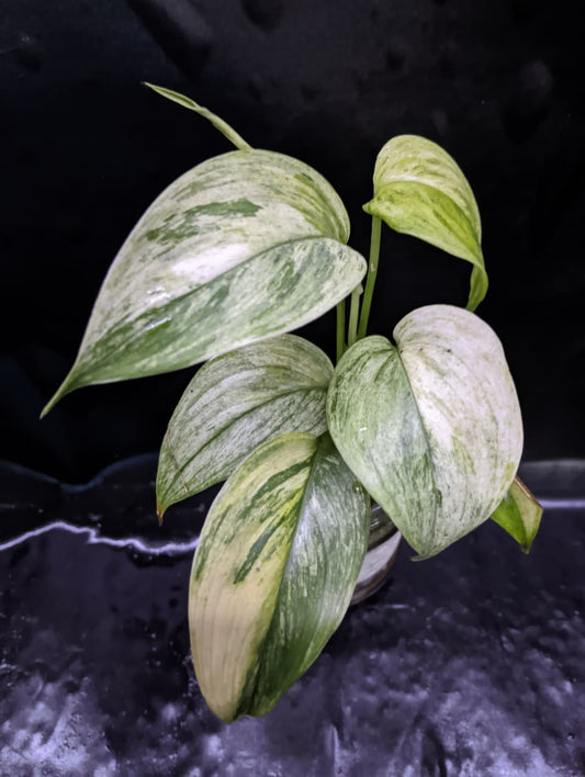 Scindapsus Blue Albo