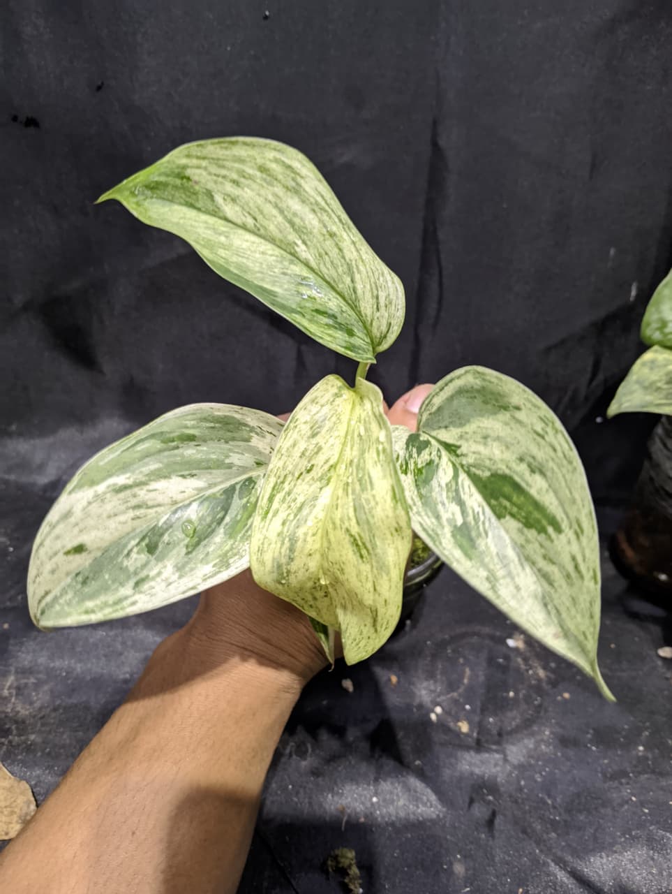 Scindapsus Blue Albo