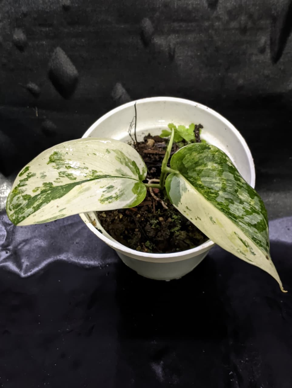 Scindapsus Blue Splash