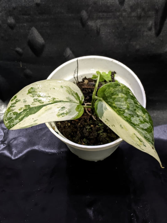 Scindapsus Blue Splash