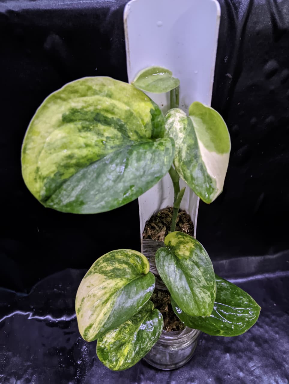 Scindapsus Bahorok 3 Color