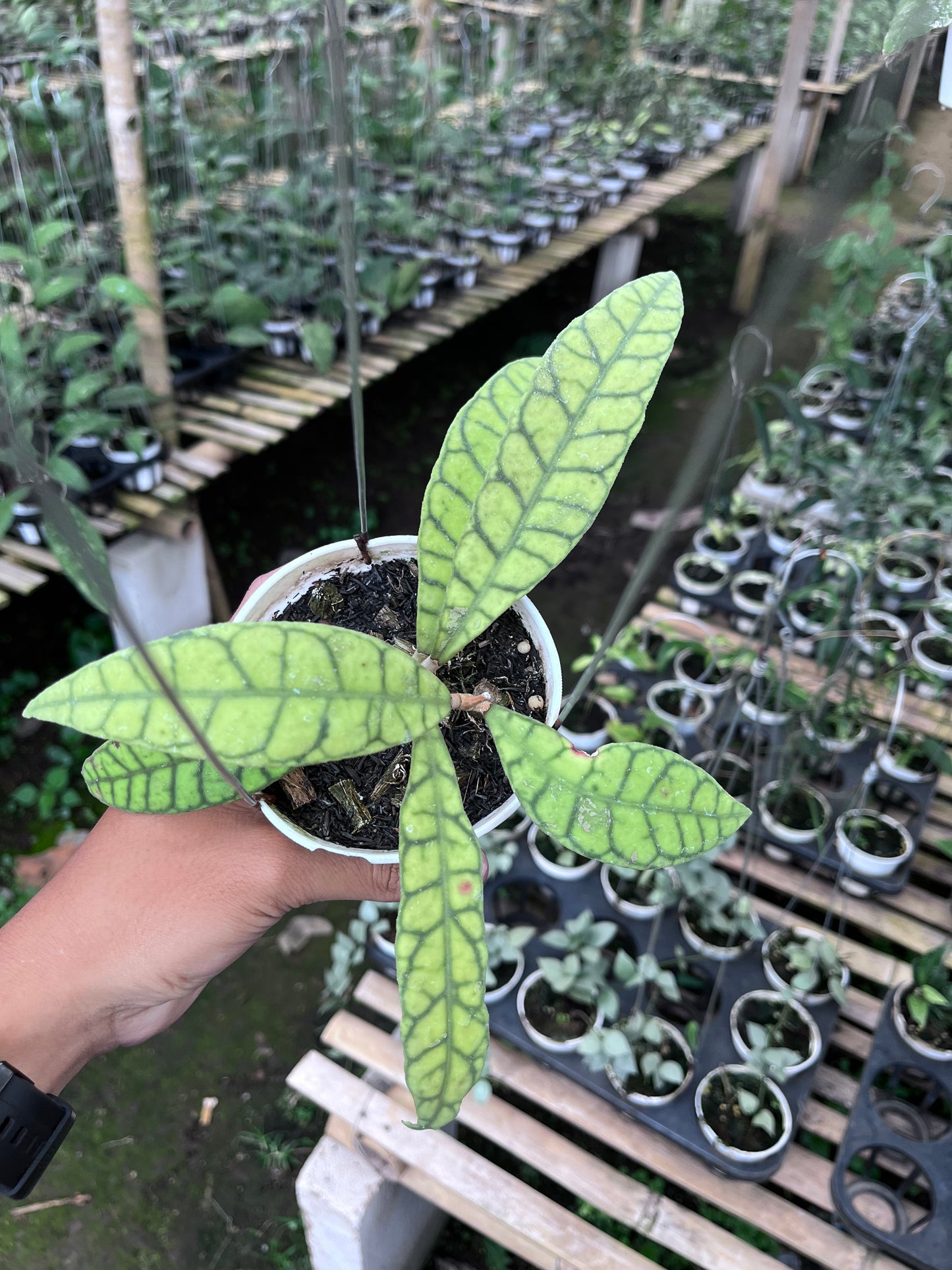 Hoya Callistophylla Long Leaves