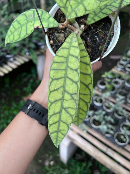 Hoya Callistophylla Long Leaves
