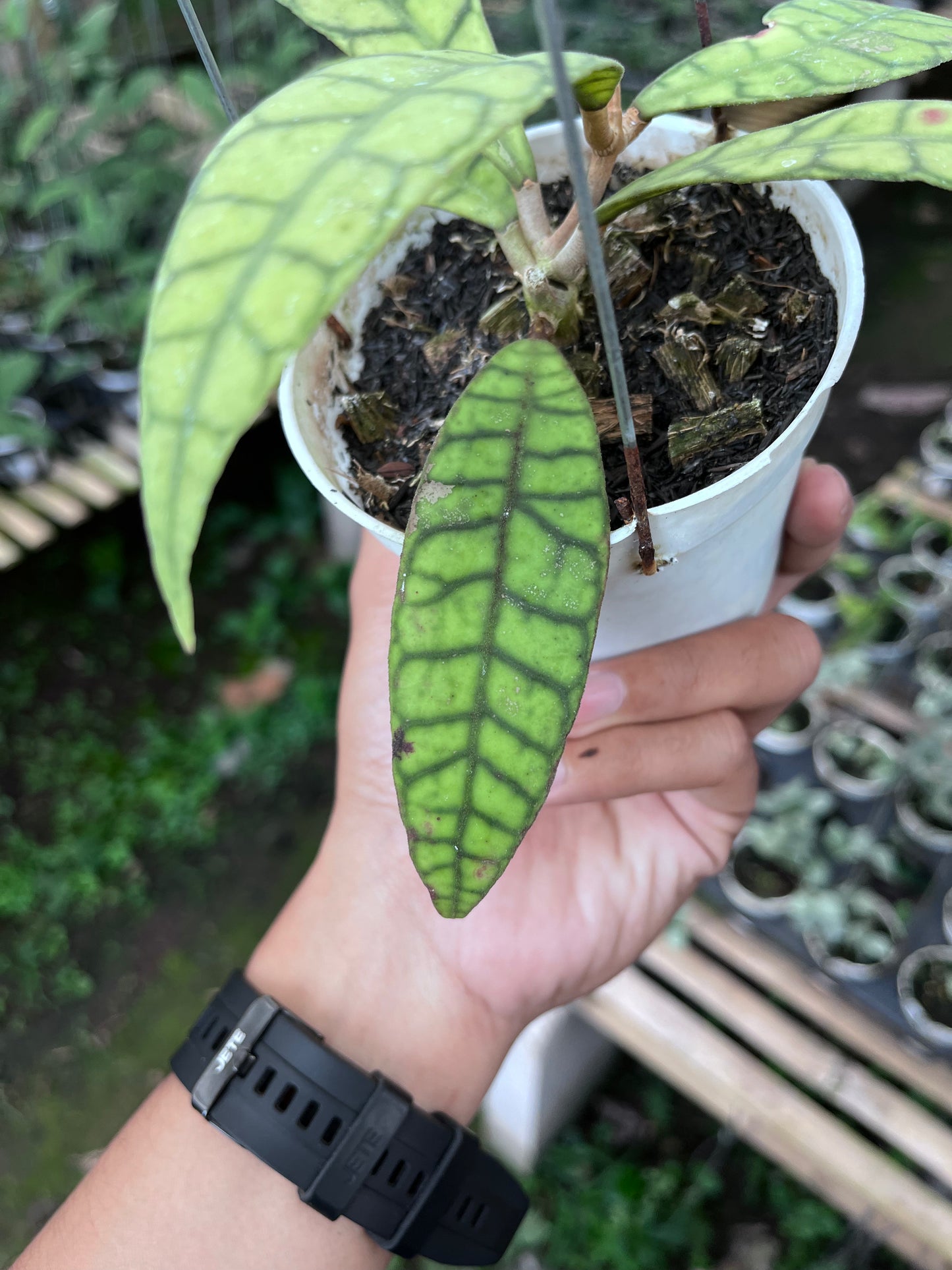 Hoya Callistophylla Long Leaves