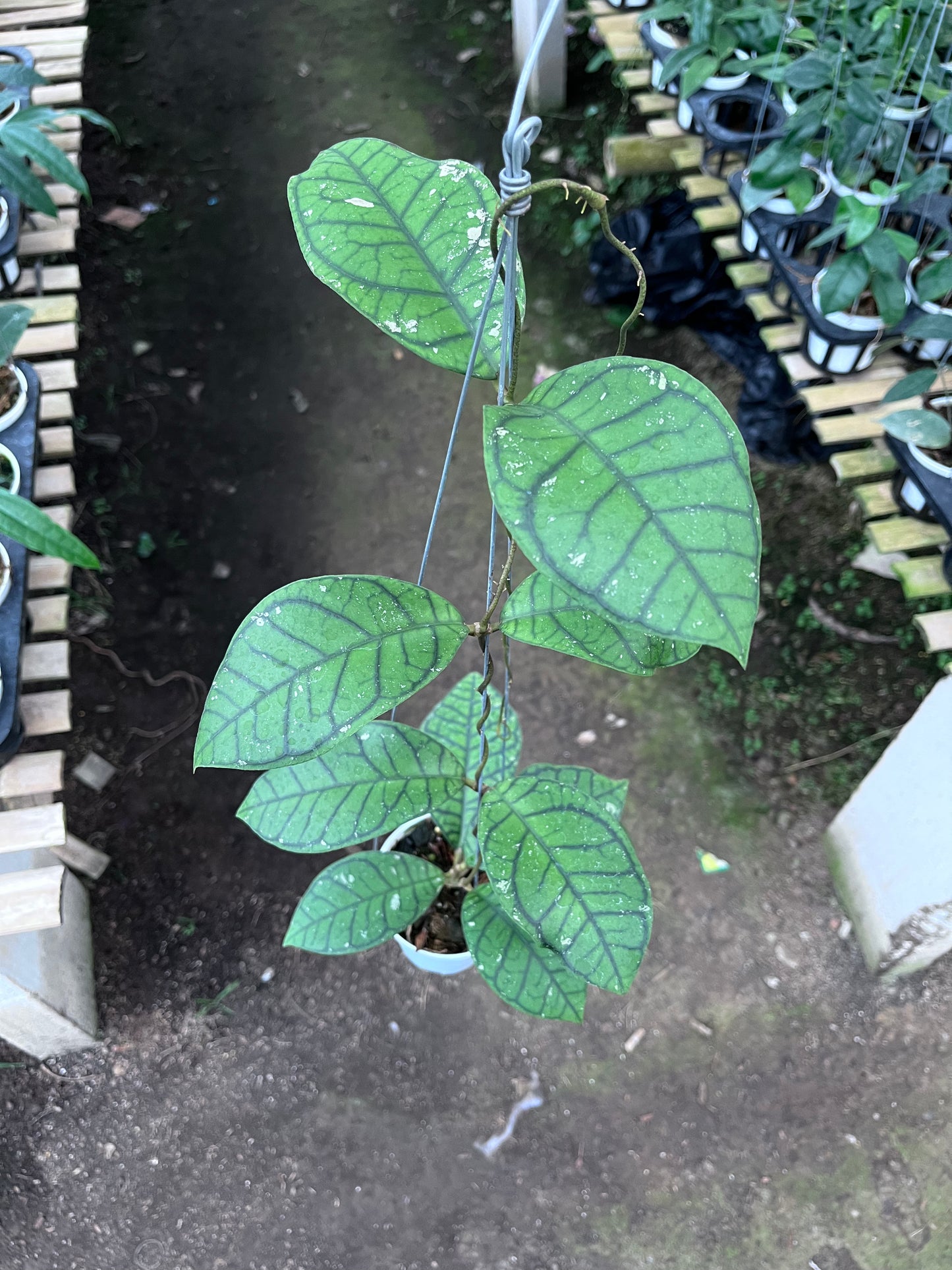 Hoya Callistophylla Ranauensis