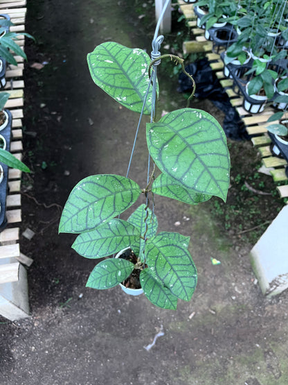 Hoya Callistophylla Ranauensis