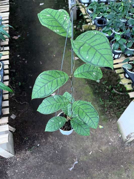 Hoya Callistophylla Ranauensis