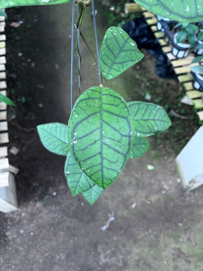 Hoya Callistophylla Ranauensis