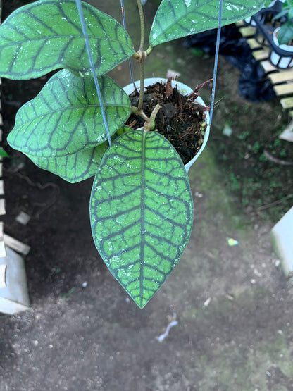 Hoya Callistophylla Ranauensis