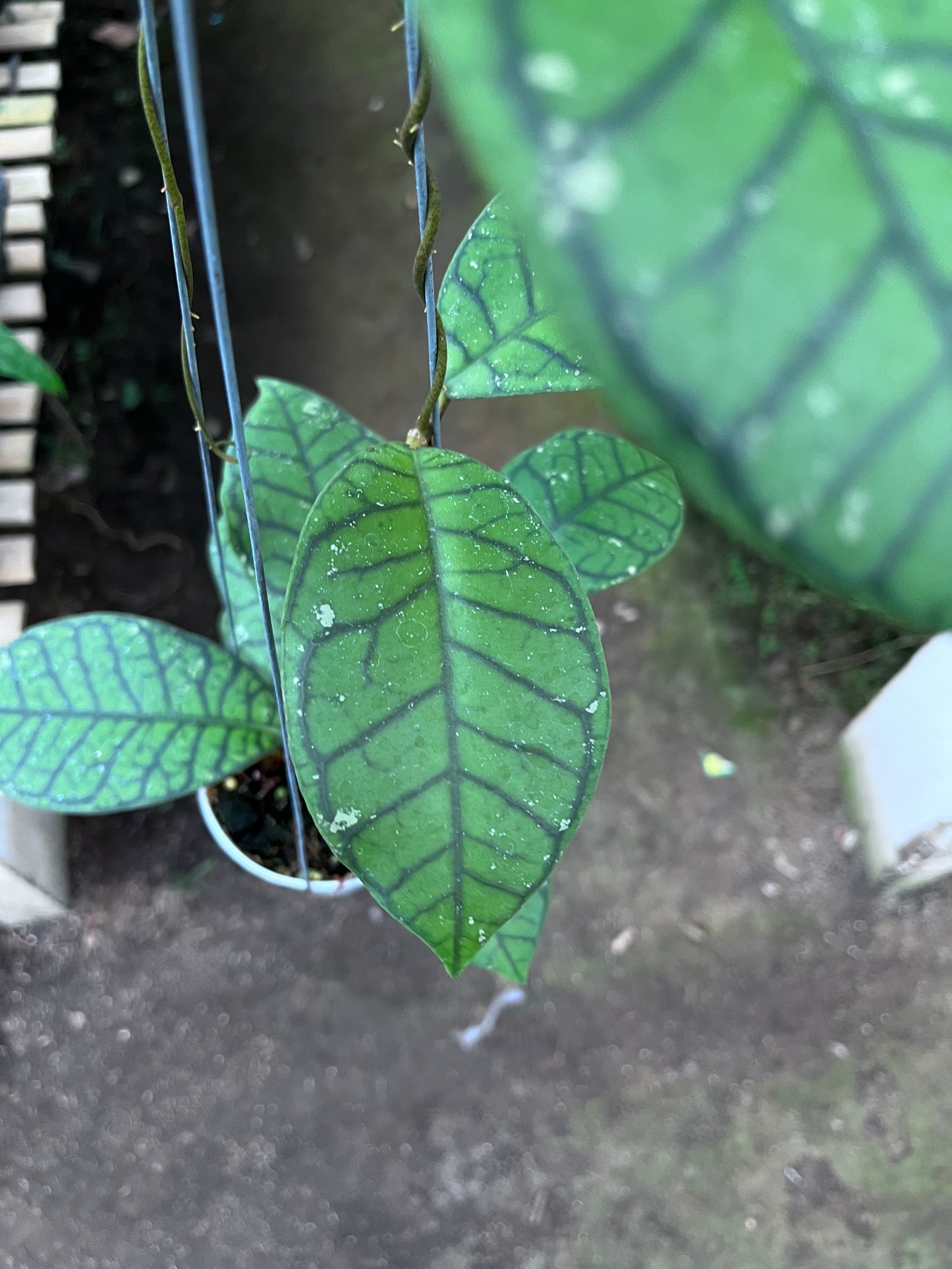 Hoya Callistophylla Ranauensis