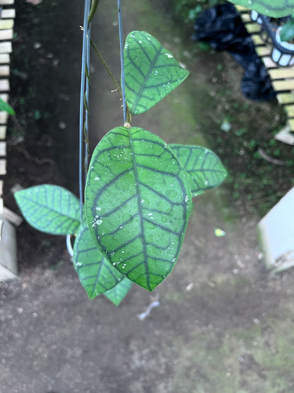Hoya Callistophylla Ranauensis