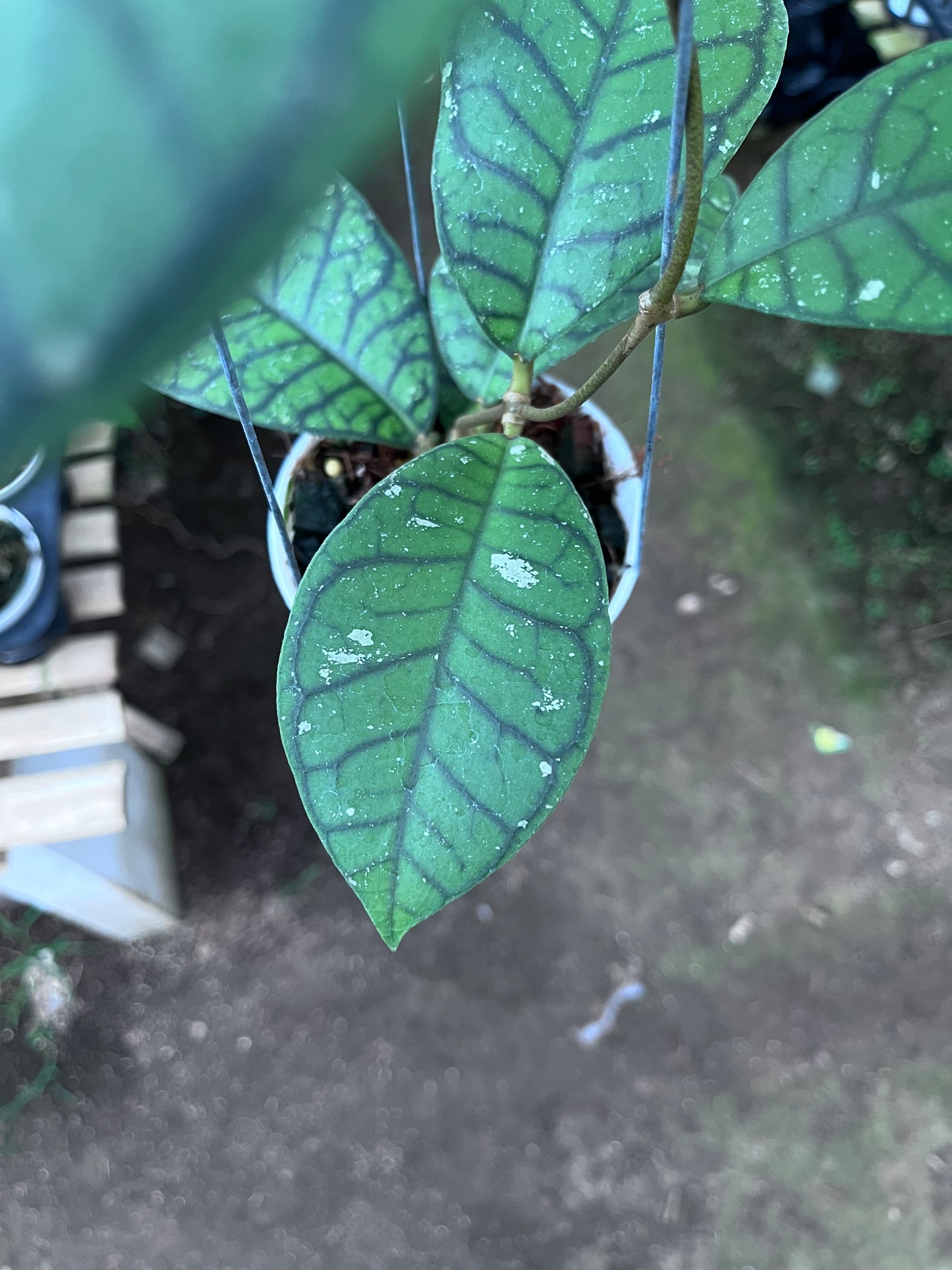 Hoya Callistophylla Ranauensis