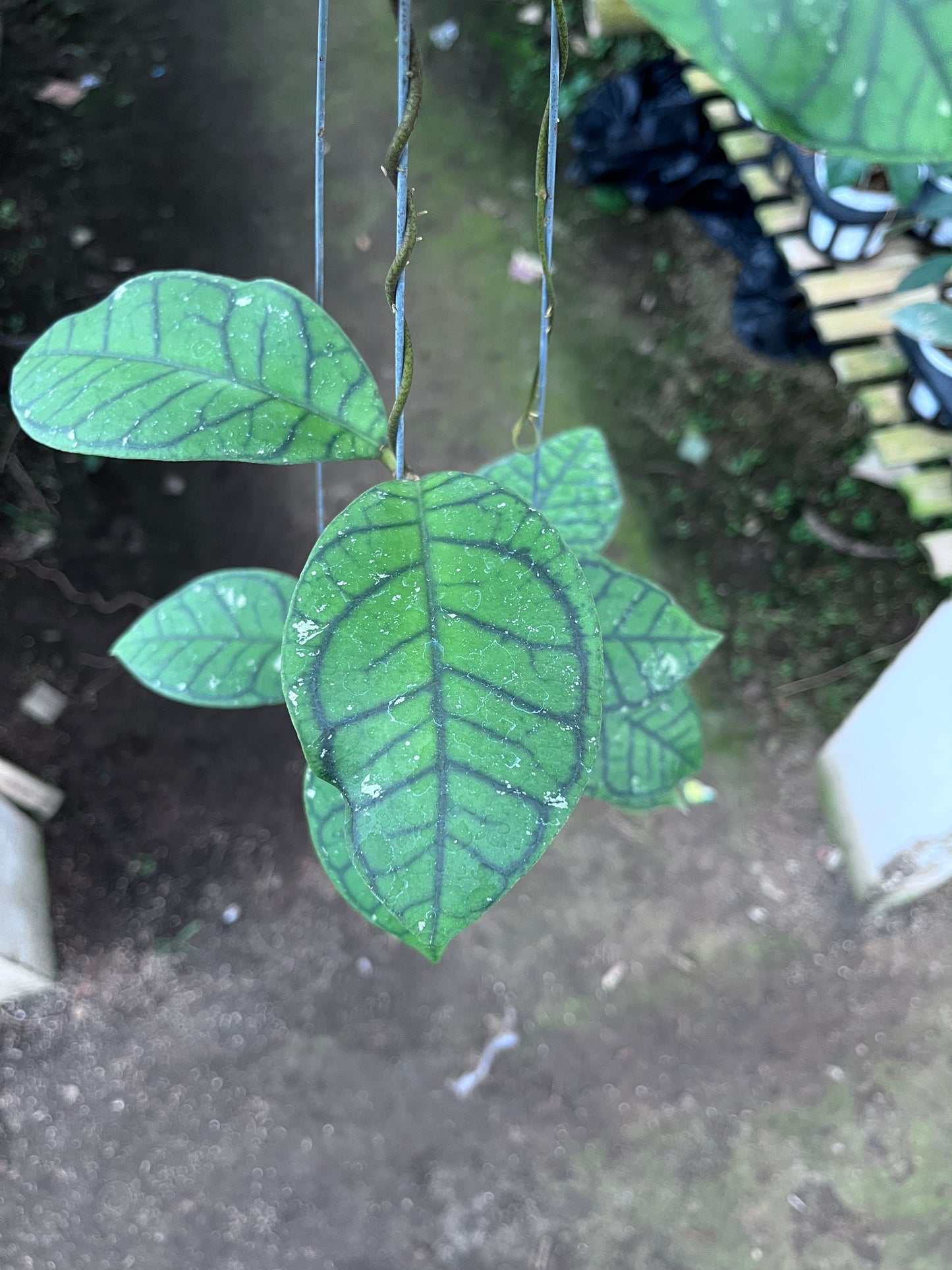 Hoya Callistophylla Ranauensis