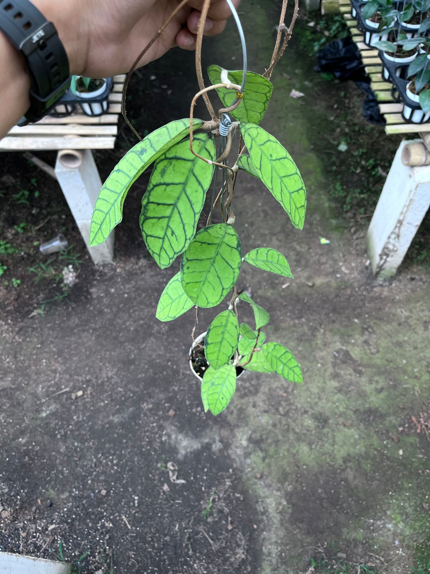 Hoya Callistophylla Original