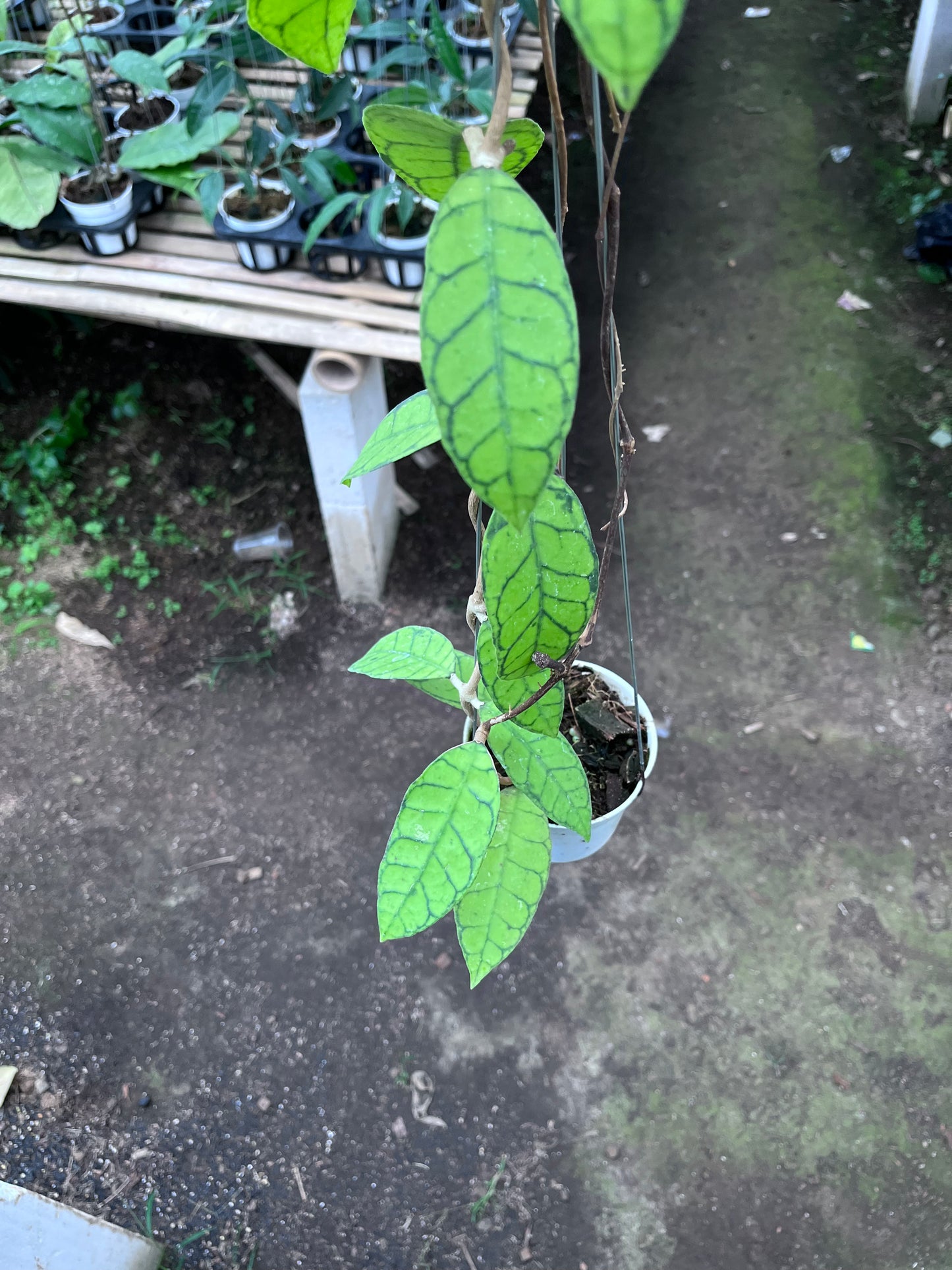 Hoya Callistophylla Original