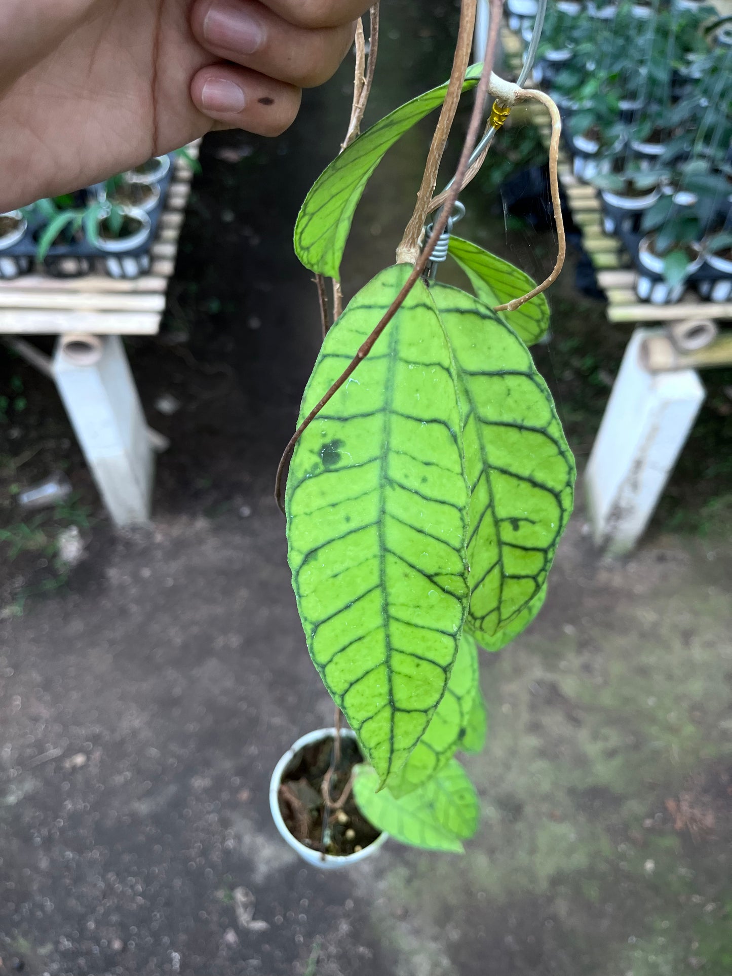 Hoya Callistophylla Original