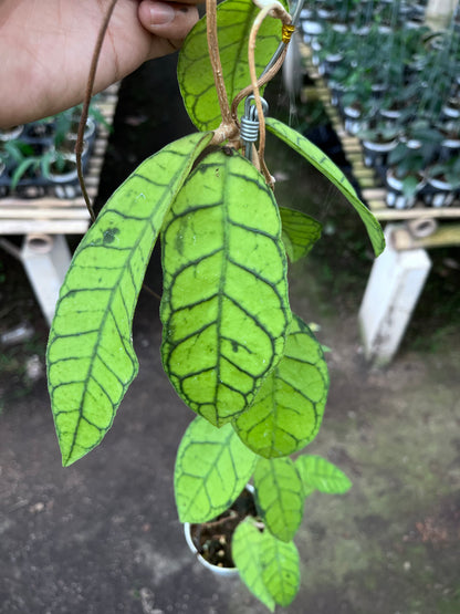 Hoya Callistophylla Original