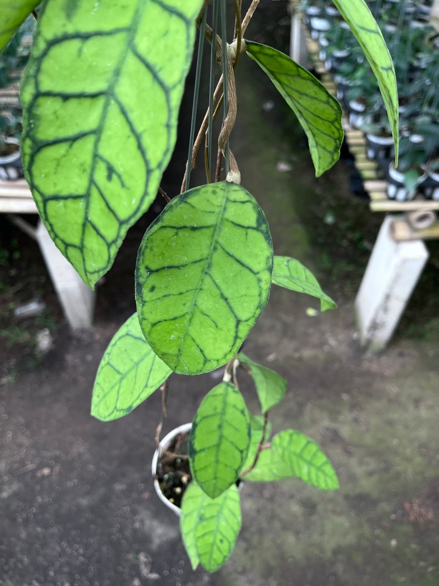 Hoya Callistophylla Original